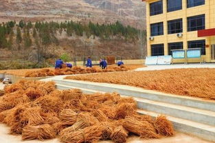 陇南文县任和农副产品公司的工人们正在晾晒黄芪
